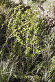 Barberry,Berberis abortiva,Berberis acida,Berberis alba,Berberis bigelovii,Berberis globularis

